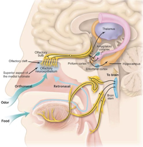 Nose and Mouth Nerves