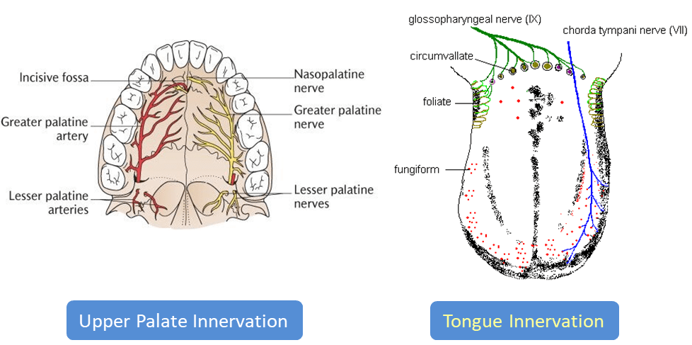 PalateToungue Innervation